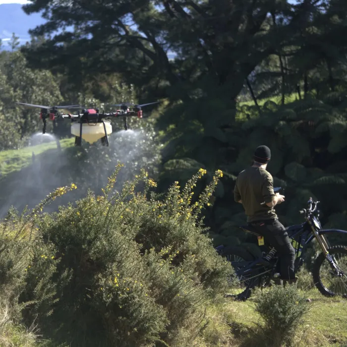 A spray drone treating gorse on hill country while an operator watches from a track