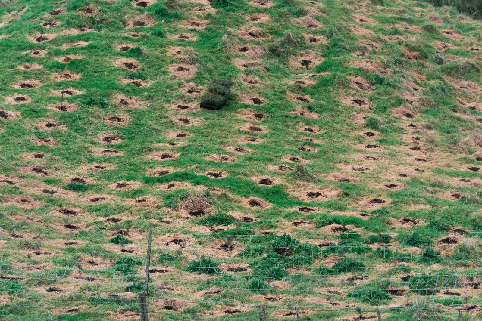 The seedlings dropped on a steep bank